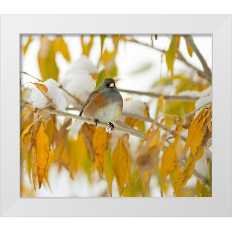 First Snow White Modern Wood Framed Art Print by Linden, Sally