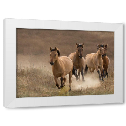 Wild Mares White Modern Wood Framed Art Print by Linden, Sally