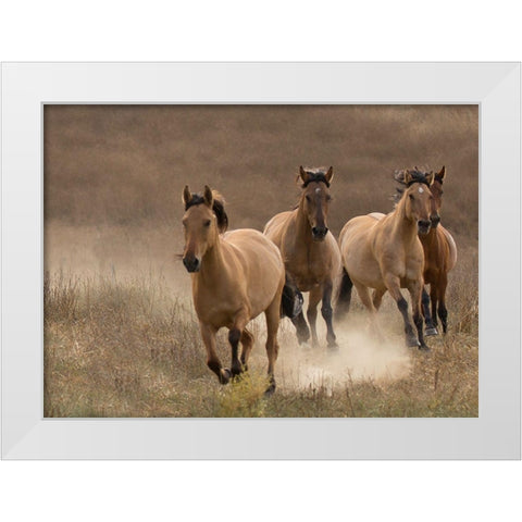 Wild Mares White Modern Wood Framed Art Print by Linden, Sally