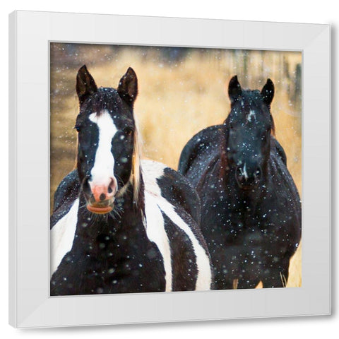 Snowy Horses 2 White Modern Wood Framed Art Print by Linden, Sally