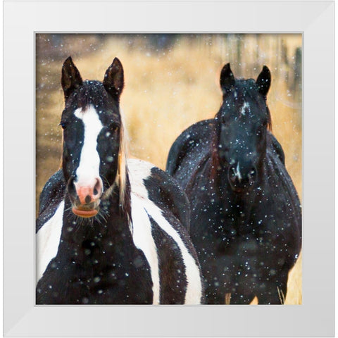 Snowy Horses 2 White Modern Wood Framed Art Print by Linden, Sally