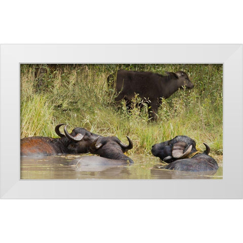 Water Buffalo White Modern Wood Framed Art Print by Linden, Sally