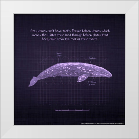 Whaleprint 2 White Modern Wood Framed Art Print by Nobleworks, Inc.