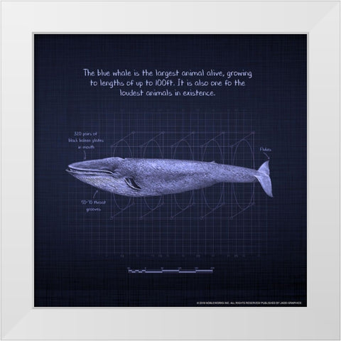 Whaleprint 4 White Modern Wood Framed Art Print by Nobleworks, Inc.