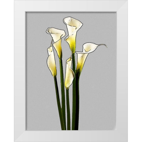 Calla  White Modern Wood Framed Art Print by Segal, Alan
