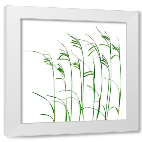 Flowing Grass White Modern Wood Framed Art Print by Rosenthal, Barry