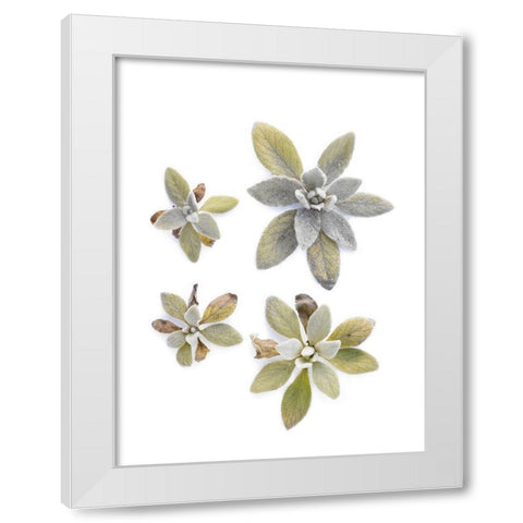 Lambs Ear White Modern Wood Framed Art Print by Rosenthal, Barry