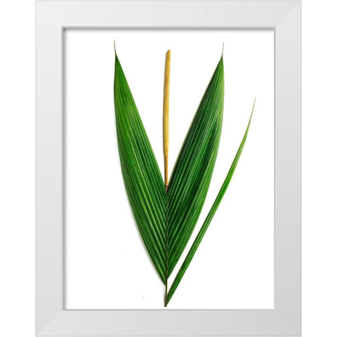 Palms-Costa Rica White Modern Wood Framed Art Print by Rosenthal, Barry