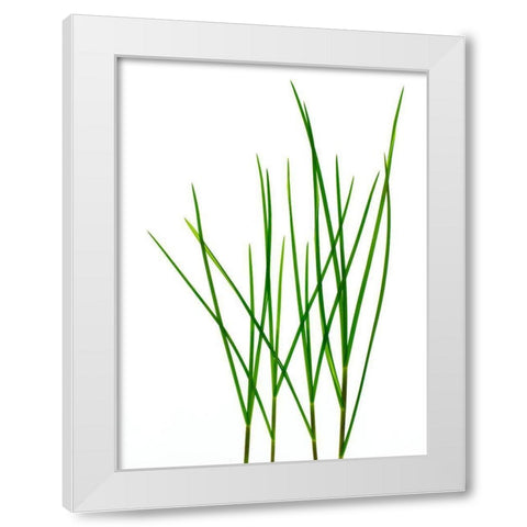 Grass-Vermont White Modern Wood Framed Art Print by Rosenthal, Barry