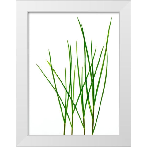 Grass-Vermont White Modern Wood Framed Art Print by Rosenthal, Barry