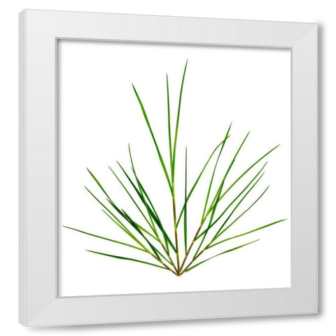 Michigan Grass White Modern Wood Framed Art Print by Rosenthal, Barry