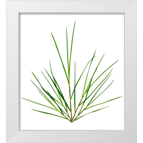 Michigan Grass White Modern Wood Framed Art Print by Rosenthal, Barry