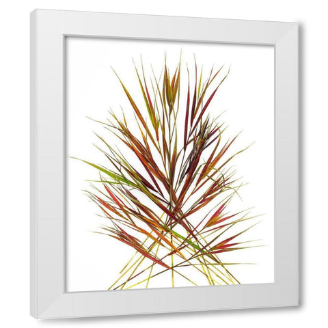 Japenese Grass White Modern Wood Framed Art Print by Rosenthal, Barry