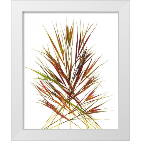 Japenese Grass White Modern Wood Framed Art Print by Rosenthal, Barry