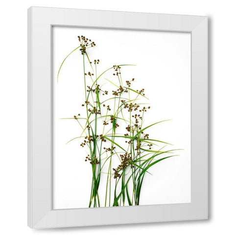 Sedge White Modern Wood Framed Art Print by Rosenthal, Barry