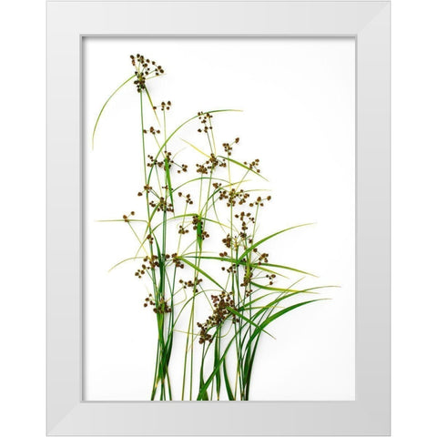 Sedge White Modern Wood Framed Art Print by Rosenthal, Barry