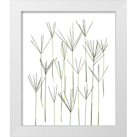 Bermuda Grass White Modern Wood Framed Art Print by Rosenthal, Barry