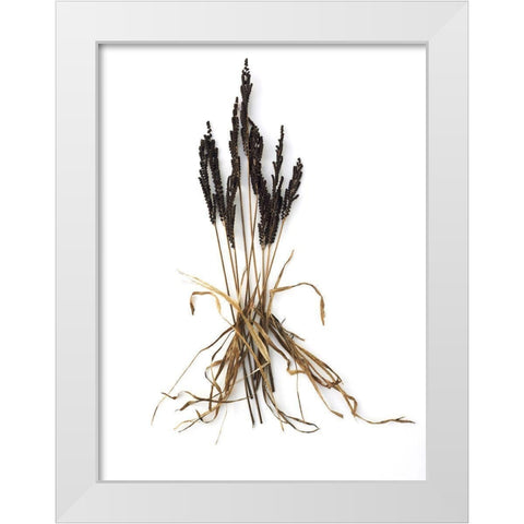 Fern And Grass White Modern Wood Framed Art Print by Rosenthal, Barry