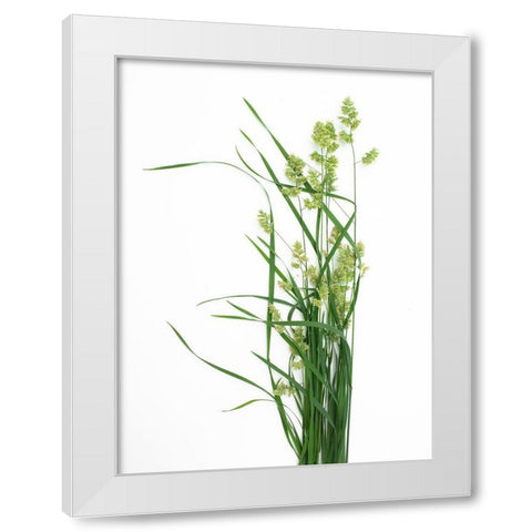 Grass Effort PA White Modern Wood Framed Art Print by Rosenthal, Barry