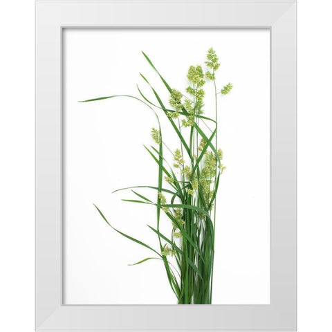 Grass Effort PA White Modern Wood Framed Art Print by Rosenthal, Barry