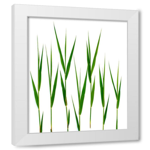 Grass Hillsdale White Modern Wood Framed Art Print by Rosenthal, Barry