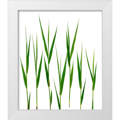 Grass Hillsdale White Modern Wood Framed Art Print by Rosenthal, Barry