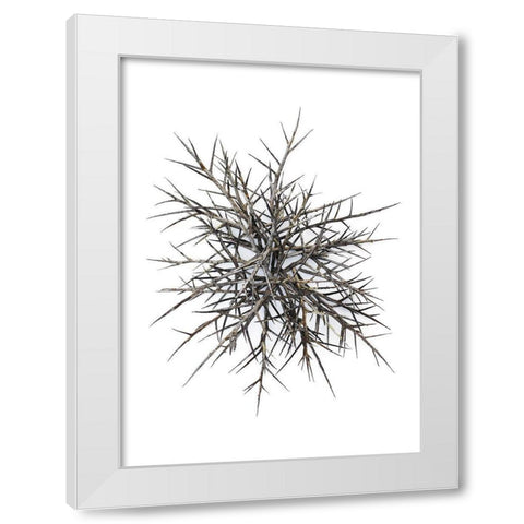 Thorns White Modern Wood Framed Art Print by Rosenthal, Barry