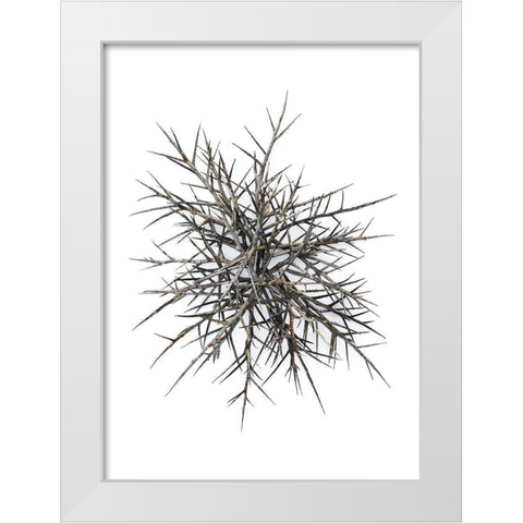 Thorns White Modern Wood Framed Art Print by Rosenthal, Barry