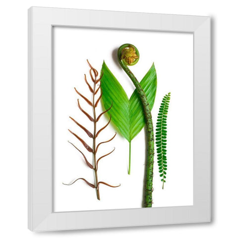 Ferns And Palms White Modern Wood Framed Art Print by Rosenthal, Barry