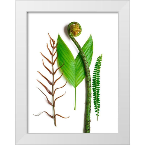 Ferns And Palms White Modern Wood Framed Art Print by Rosenthal, Barry