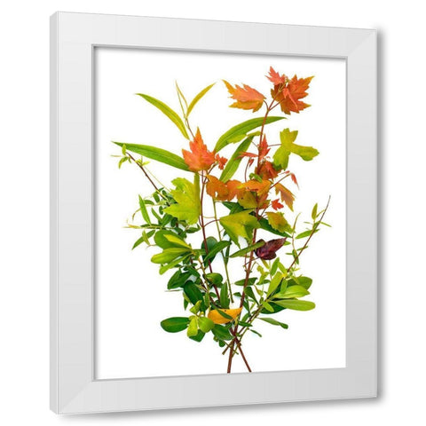 Maple White Modern Wood Framed Art Print by Rosenthal, Barry