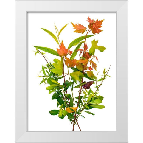 Maple White Modern Wood Framed Art Print by Rosenthal, Barry