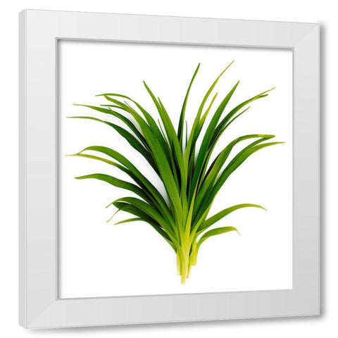 Sedge Bedford White Modern Wood Framed Art Print by Rosenthal, Barry