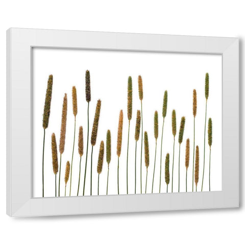 Timothy White Modern Wood Framed Art Print by Rosenthal, Barry