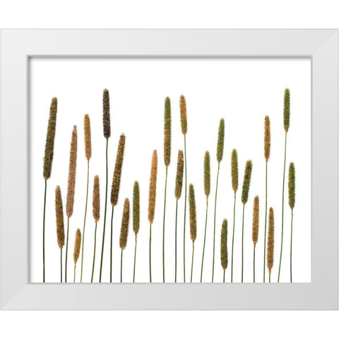 Timothy White Modern Wood Framed Art Print by Rosenthal, Barry