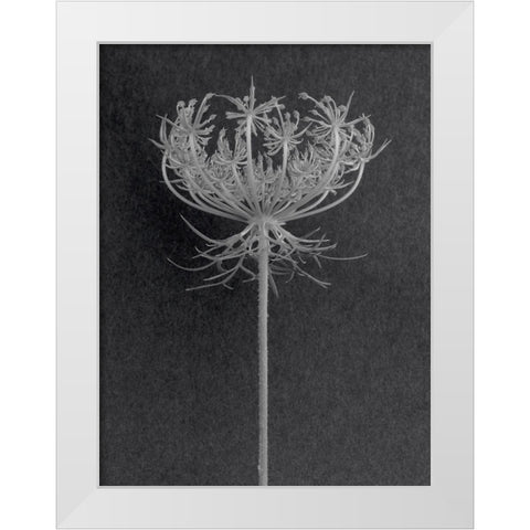 Queen Anne Lace White Modern Wood Framed Art Print by Rosenthal, Barry