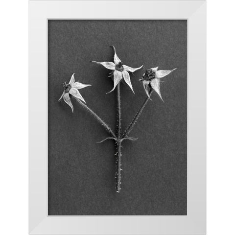 Rose Hips White Modern Wood Framed Art Print by Rosenthal, Barry