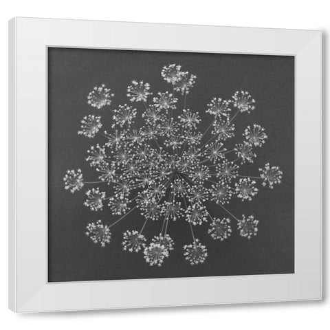 Dill Top View White Modern Wood Framed Art Print by Rosenthal, Barry