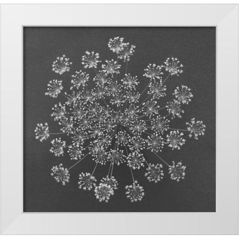 Dill Top View White Modern Wood Framed Art Print by Rosenthal, Barry