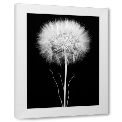 Salsify White Modern Wood Framed Art Print by Rosenthal, Barry