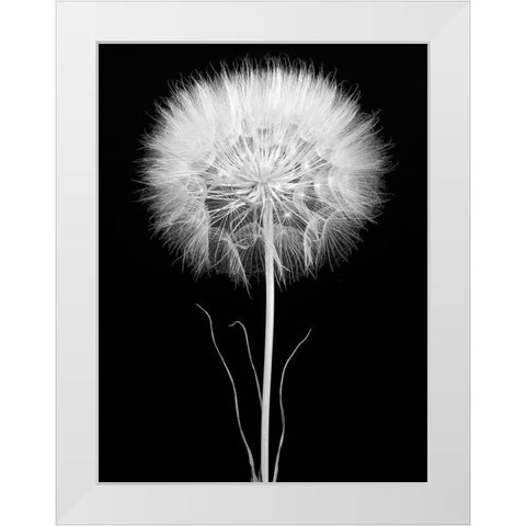 Salsify White Modern Wood Framed Art Print by Rosenthal, Barry