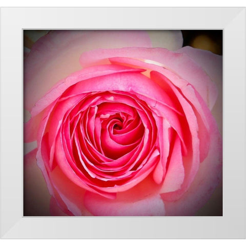 Monecito Rose White Modern Wood Framed Art Print by Vizvary, Susan