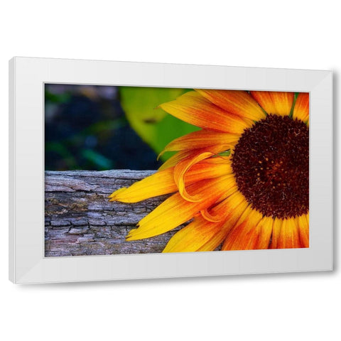 Sunflower White Modern Wood Framed Art Print by Vizvary, Susan