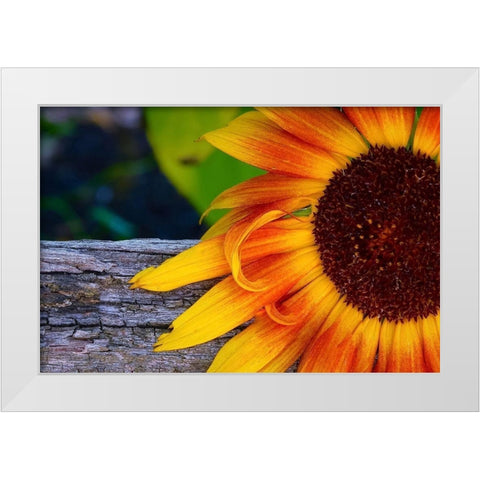 Sunflower White Modern Wood Framed Art Print by Vizvary, Susan