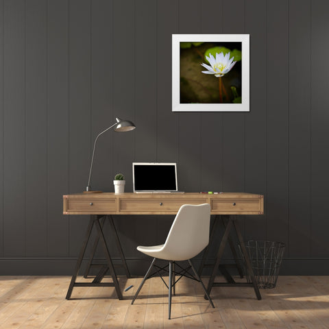 Lily and Fly White Modern Wood Framed Art Print by Vizvary, Susan