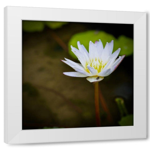 Lily and Fly White Modern Wood Framed Art Print by Vizvary, Susan