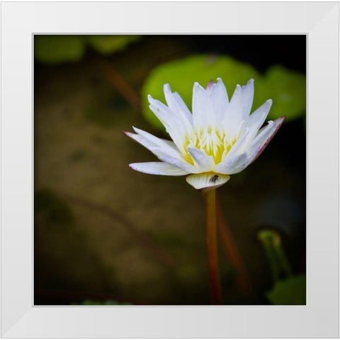 Lily and Fly White Modern Wood Framed Art Print by Vizvary, Susan