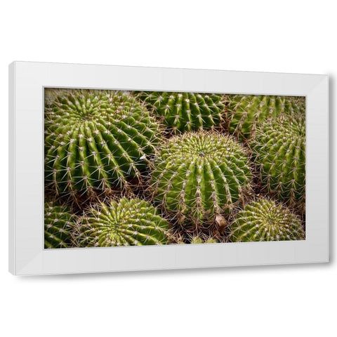 Succulant White Modern Wood Framed Art Print by Vizvary, Susan