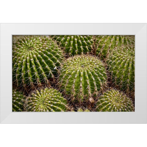 Succulant White Modern Wood Framed Art Print by Vizvary, Susan