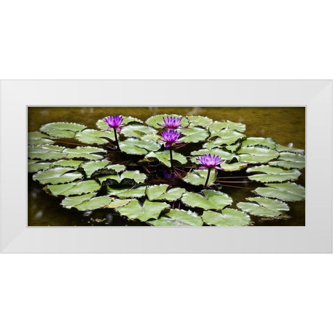 Purple Lily Pond White Modern Wood Framed Art Print by Vizvary, Susan